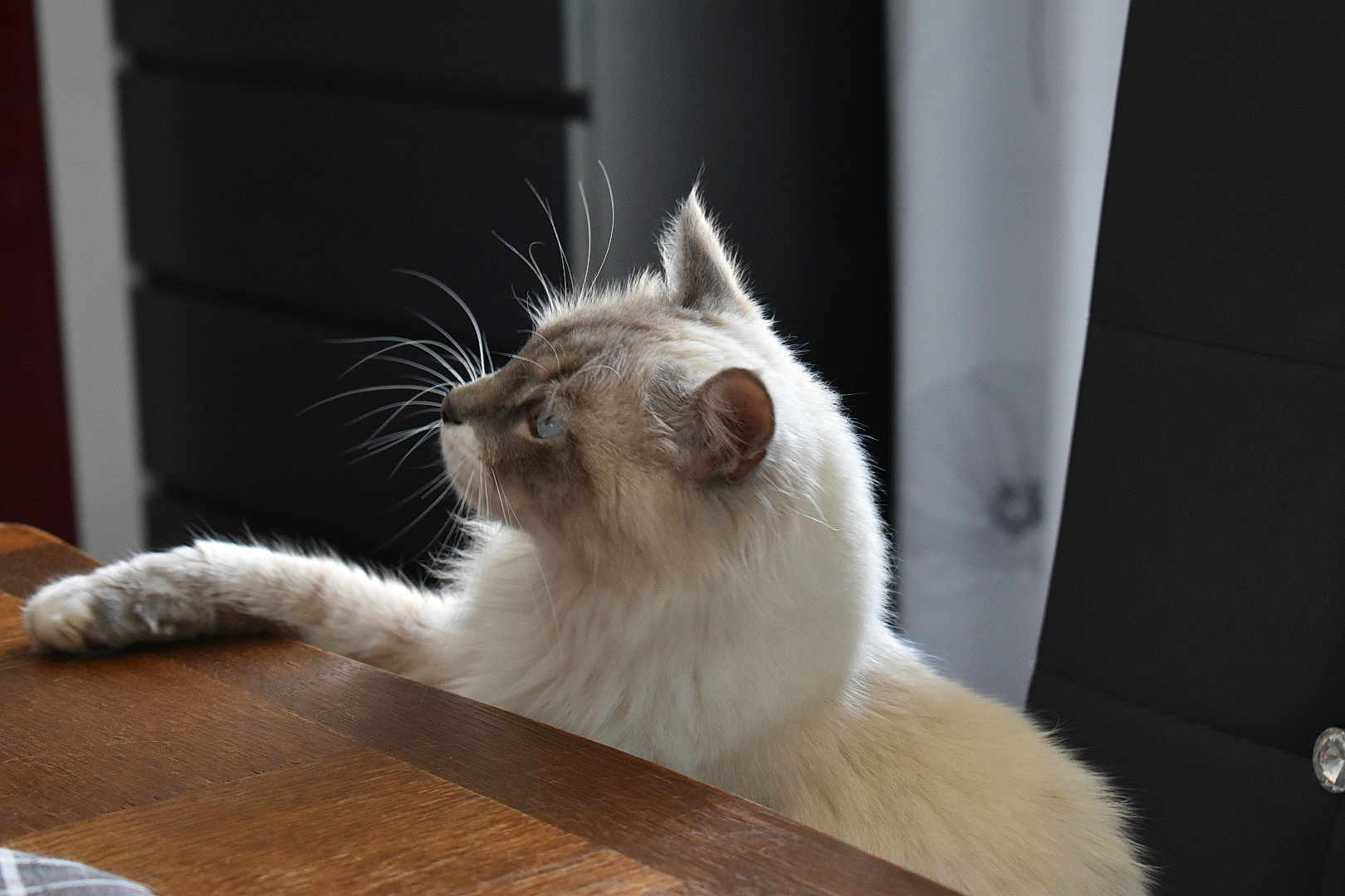 Jiji