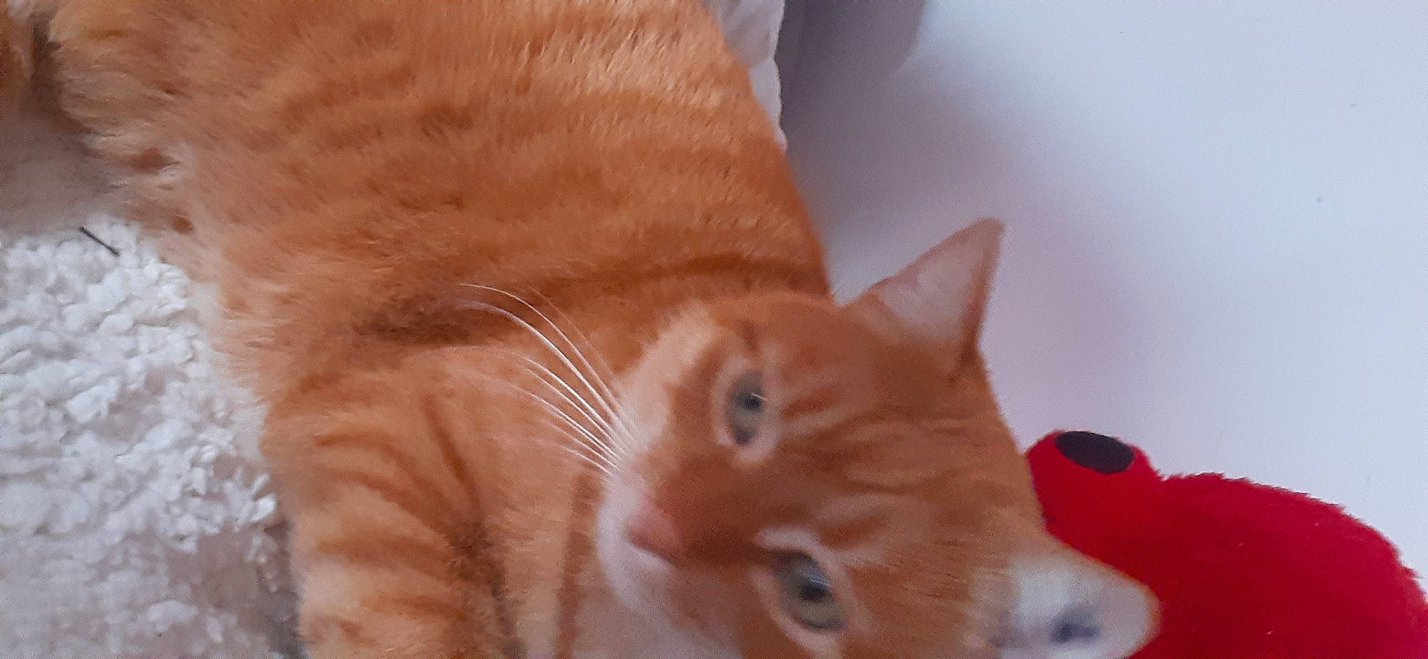 Moka participe au concours pour gagner de l'argent avec cette photo : carnivore, cat, claw, comfort, domestic_short_haired_cat, ear, eye, fawn, felidae, fur, paw, small_to_medium_sized_cats, snout, tail, whiskers, wood