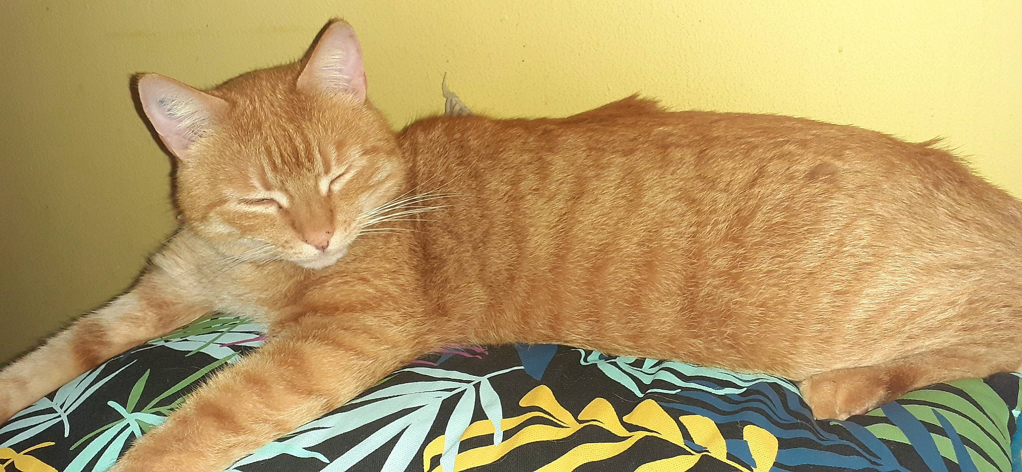 Moka a rejoint le concours — aidez-le/la à gagner de superbes lots ! carnivore, cat, cat_supply, claw, comfort, couch, domestic_short_haired_cat, fawn, felidae, fur, human_leg, nap, paw, small_to_medium_sized_cats, snout, tail, terrestrial_animal, thread, whiskers, wood