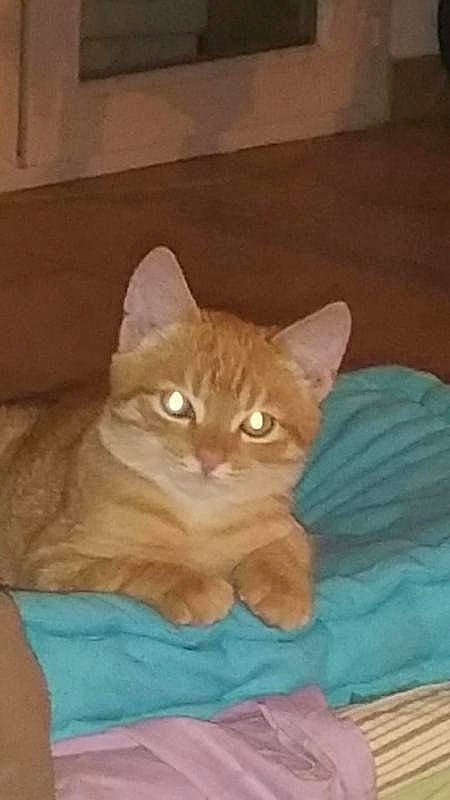 Moka a rejoint le concours — aidez-le/la à gagner de superbes lots ! art, carnivore, cat, cat_supply, comfort, domestic_short_haired_cat, fawn, felidae, fur, hardwood, sitting, small_to_medium_sized_cats, snout, tail, terrestrial_animal, whiskers, window, wood