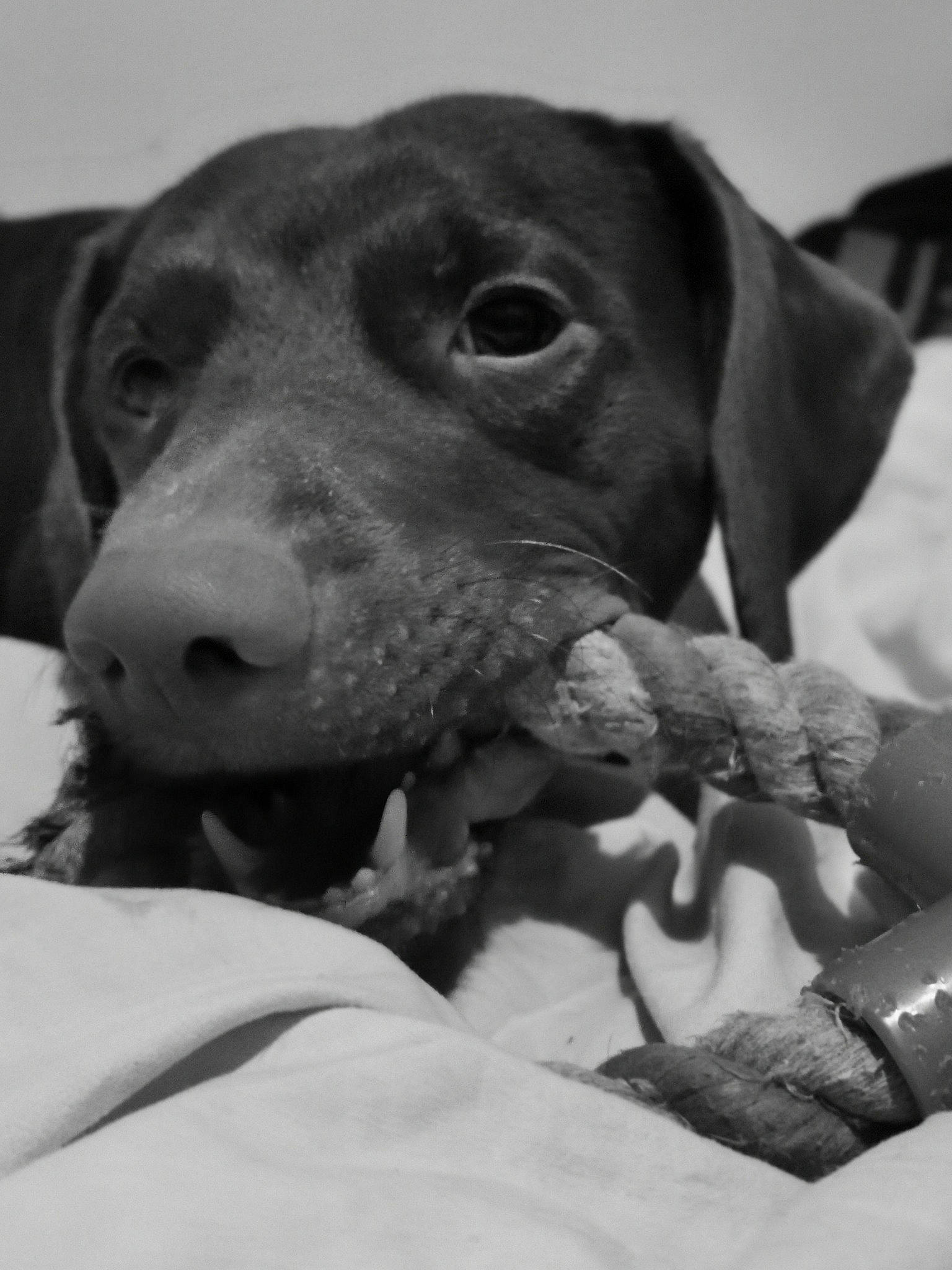 Ohysse participe au concours pour gagner de l'argent avec cette photo : beagador, black_and_white, blue_lacy, canidae, carnivore, dachshund, dog, dog_breed, ear, hunting_dog, mammal, photography, pointer, pointing_breed, puppy, snout, sporting_group, vertebrate, weimaraner, whiskers