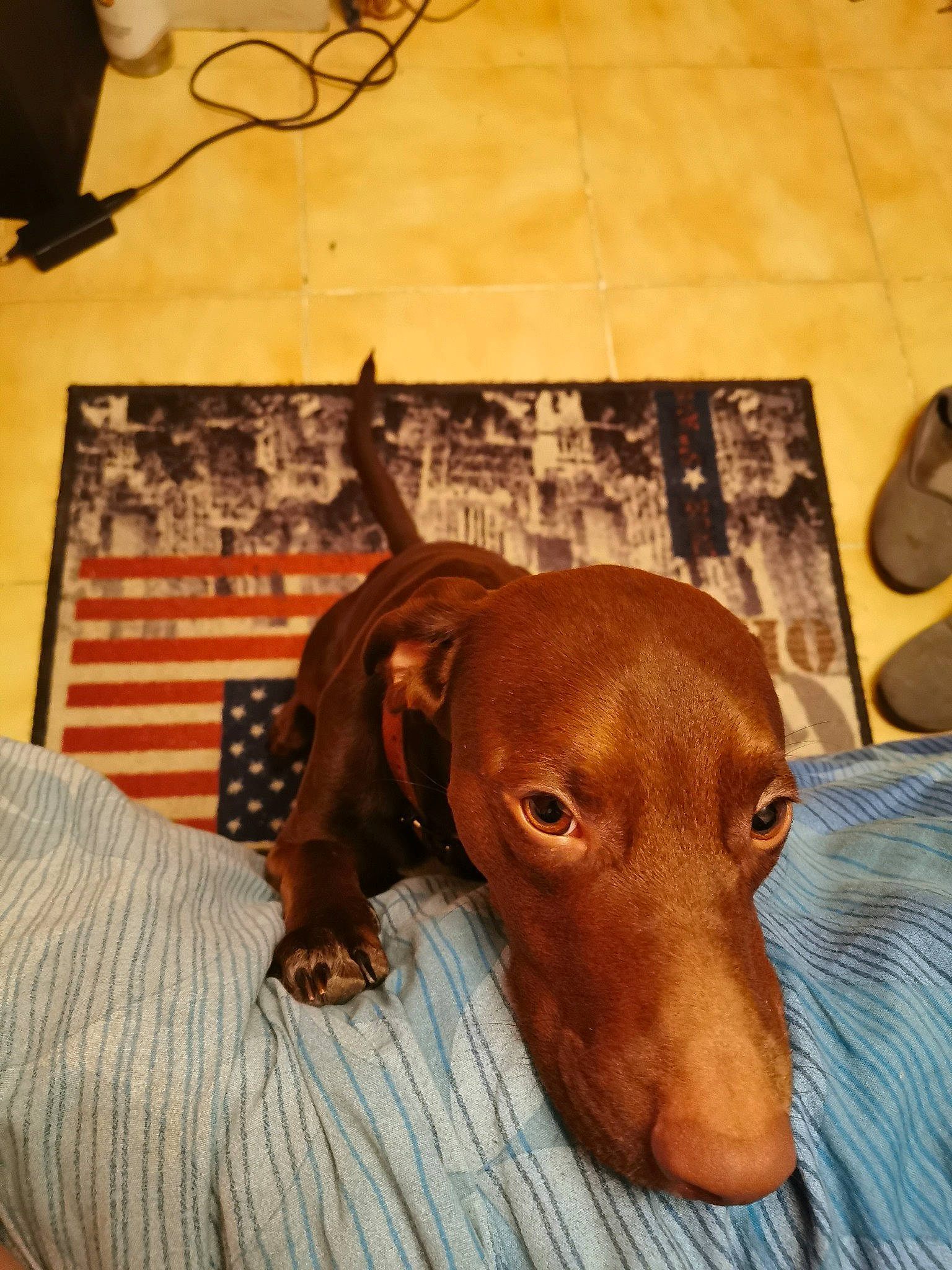 Ohysse participe au concours pour gagner de l'argent avec cette photo : canidae, caramel_color, carnivore, dachshund, dog, dog_breed, ear, liver, mammal, redbone_coonhound, snout, sporting_group, vertebrate, vizsla