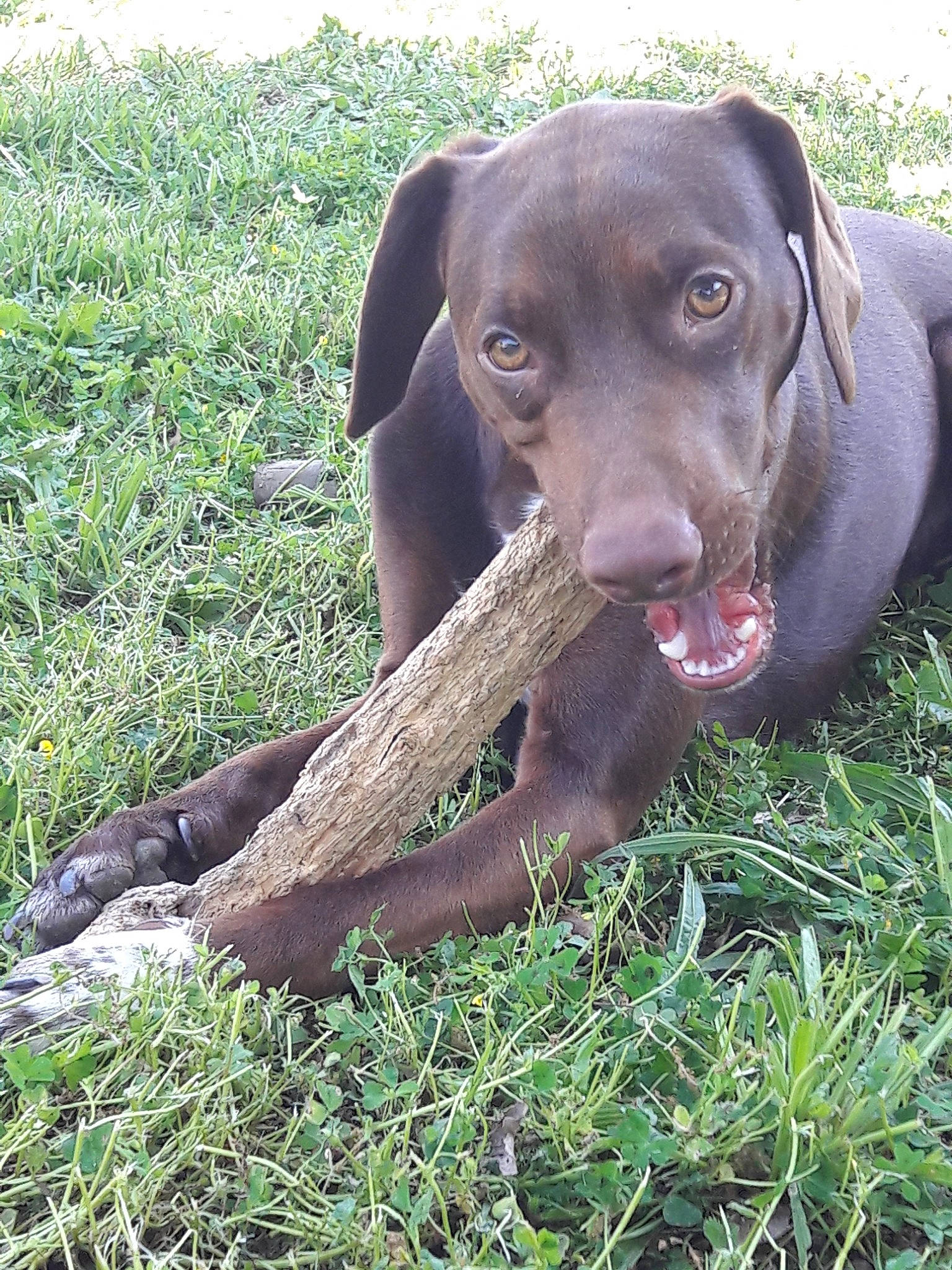 Ohysse a rejoint le concours — aidez-le/la à gagner de superbes lots ! blue_lacy, canidae, carnivore, dog, dog_breed, fawn, german_shorthaired_pointer, gun_dog, hunting_dog, labrador_retriever, liver, mammal, pointer, pointing_breed, sporting_group, vertebrate, vizsla, weimaraner