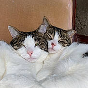Momma And Patches joined the competition — help win amazing prizes! cat, tabby, white_fur, snuggling, sleeping, close_up, pet, animal, feline, chair, indoor, cozy, cute, resting, companion, two_cats, soft_fur, peaceful, relaxed, domestic_cat