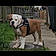 Dozer