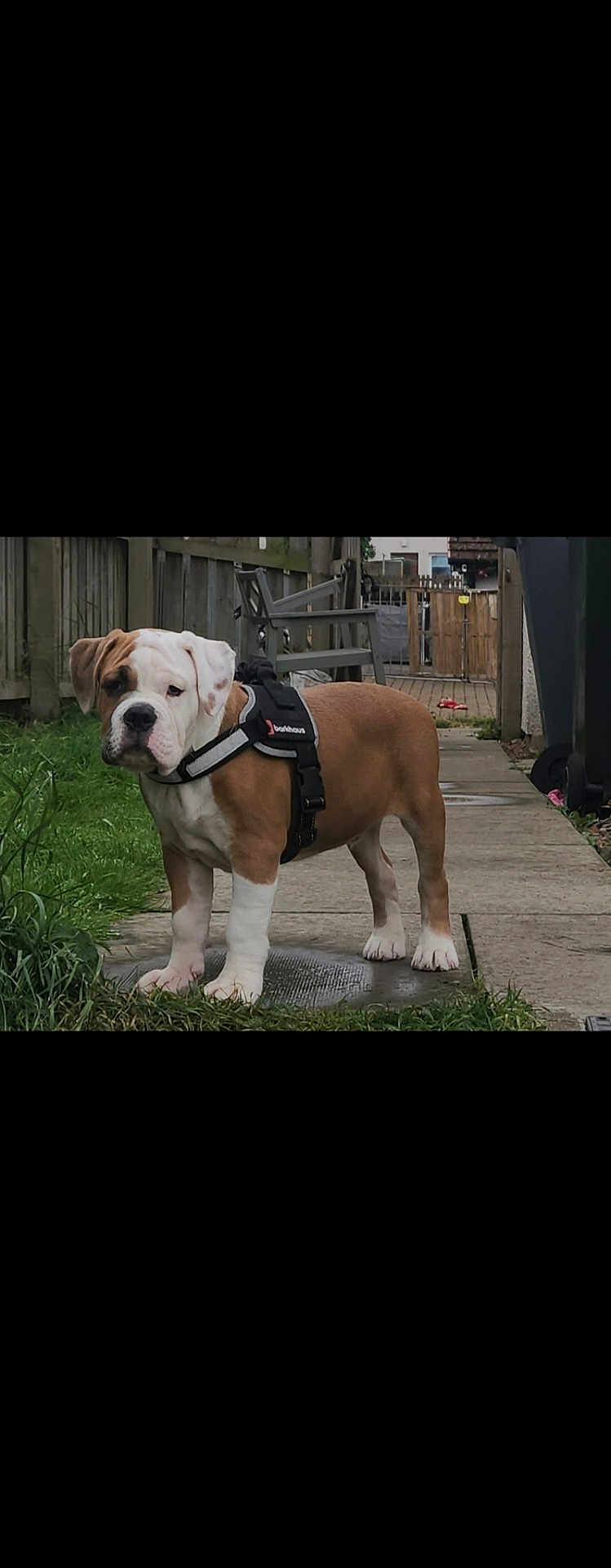Dozer
