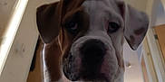 Dozer is registered to the contest to win money with this photo: animal, brown_and_white, canine, carpet, close_up, curious, dog, domestic, ears, face, floor, head, home, indoor, looking_down, paws, pet, portrait, puppy, young_dog