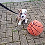 Dozer is registered to the contest to win money with this photo: animal, basketball, brick, brown, bulldog, collar, cute, dog, fence, grass, leash, outdoor, pavement, pet, playful, puppy, sidewalk, small, white, young