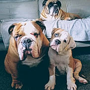 Dozer is registered to the contest to win money with this photo: animal, blanket, brown, bulldog, carpet, companion, cute, dog, family, furry, indoor, living_room, pet, portrait, puppy, relaxed, sitting, sofa, three, white