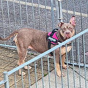 Karma is registered to the contest to win money with this photo: accessories, animal, boxer, bulldog, canine, clothing, den, dog, doghouse, fence, frenchbulldog, handrail, indoors, leash, path, pet, pitbull, railing, sidewalk, strap
