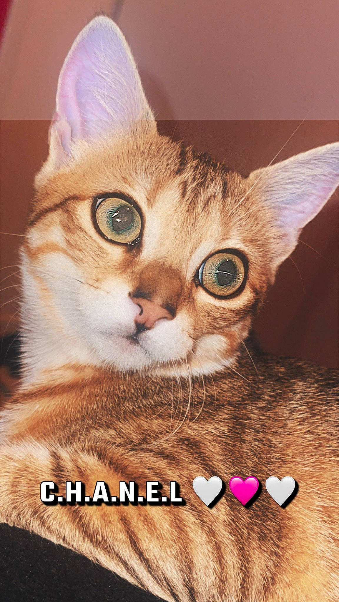 Chanelle participe au concours pour gagner de l'argent avec cette photo : art, carnivore, cat, domestic_short_haired_cat, fawn, felidae, font, fur, happy, illustration, paw, pet_supply, photo_caption, photography, small_to_medium_sized_cats, snout, tail, whiskers, wildlife, window