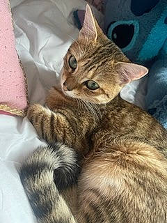 Chanelle participe au concours pour gagner de l'argent avec cette photo : carnivore, cat, claw, comfort, domestic_short_haired_cat, felidae, fur, paw, small_to_medium_sized_cats, tail, terrestrial_animal, whiskers, wildlife