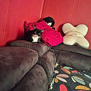 Kouma participe au concours pour gagner de l'argent avec cette photo : cat, black_and_white_cat, couch, sofa, pillow, red_wall, indoor, cozy, furniture, pet, animal, curious, resting, patterned_blanket, colorful, home_interior, decor, soft_texture, relaxing, living_room