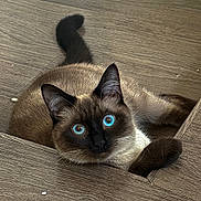 Shadow participe au concours pour gagner de l'argent avec cette photo : animal, blue_eyes, cat, close_up, curious, cute, ears, feline, fur, indoor, looking_up, mammal, pet, playful, relaxed, resting, siamese, tail, whiskers, wooden_floor