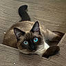animal, blue_eyes, cat, close_up, curious, cute, ears, feline, fur, indoor, looking_up, mammal, pet, playful, relaxed, resting, siamese, tail, whiskers, wooden_floor