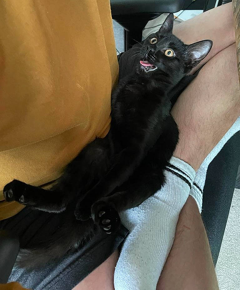 Nibbler is registered to the contest to win money with this photo: auto_part, carnivore, comfort, companion_dog, dog_breed, elbow, felidae, foot, gesture, human_leg, knee, leg, personal_protective_equipment, sleeve, snout, sporting_group, thigh, tie, whiskers, wrist