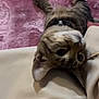 cat, tabby, pet, collar, bell, upside_down, curious, lying_down, purple_rug, fabric, cozy, indoor, closeup, whiskers, ears, cute, feline, domestic_cat, playful, resting