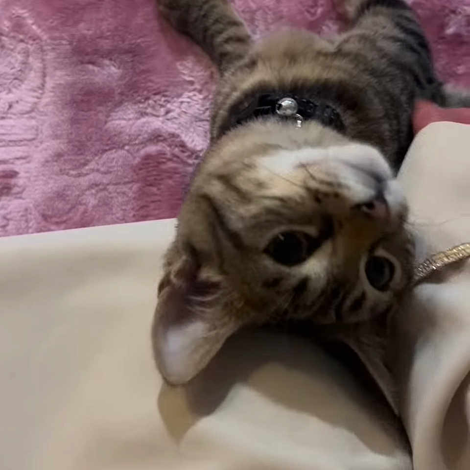 Widad a rejoint le concours — aidez-le/la à gagner de superbes lots ! bell, cat, closeup, collar, cozy, curious, cute, domestic_cat, ears, fabric, feline, indoor, lying_down, pet, playful, purple_rug, resting, tabby, upside_down, whiskers