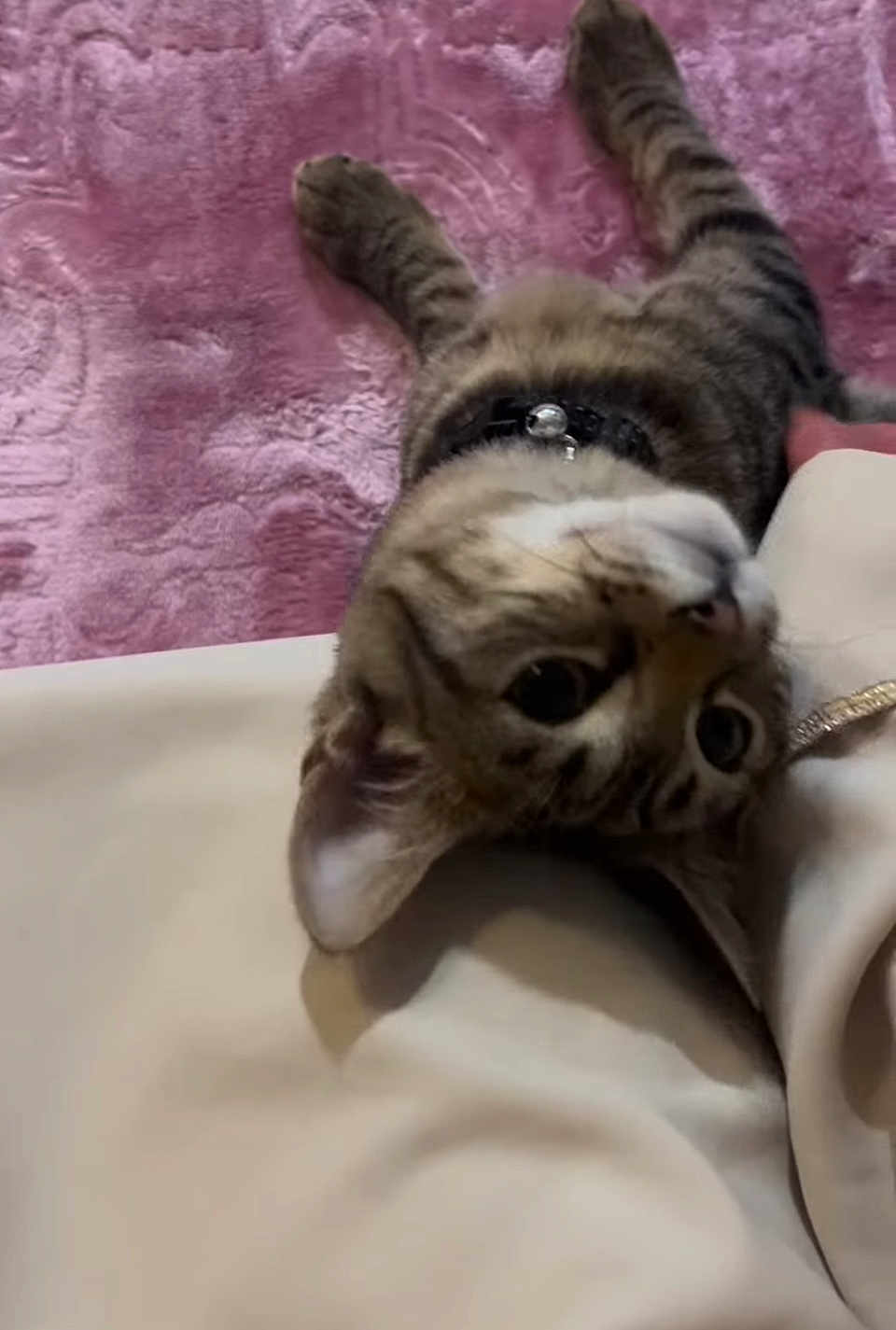 Widad a rejoint le concours — aidez-le/la à gagner de superbes lots ! cat, tabby, pet, collar, bell, upside_down, curious, lying_down, purple_rug, fabric, cozy, indoor, closeup, whiskers, ears, cute, feline, domestic_cat, playful, resting