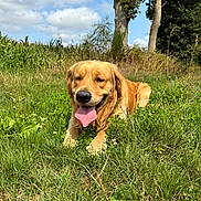 Rio participe au concours pour gagner de l'argent avec cette photo : dog, golden_retriever, grass, meadow, outdoor, sunny, sky, clouds, trees, tongue_out, pet, canine, nature, greenery, animal, relaxed, summer, daylight, friendly, lying_down