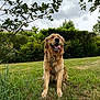 Rio participe au concours pour gagner de l'argent avec cette photo : golden_retriever, dog, grass, outdoor, pet, canine, nature, tongue_out, happy, garden, greenery, fur, animal, leash, sitting, cloudy_sky, bushes, tree, smiling, daytime