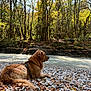 Rio a rejoint le concours — aidez-le/la à gagner de superbes lots ! dog, golden_retriever, river, rocks, forest, trees, autumn, leaves, water, nature, outdoor, canine, pet, animal, scenic, landscape, peaceful, sunlight, daytime, relaxing