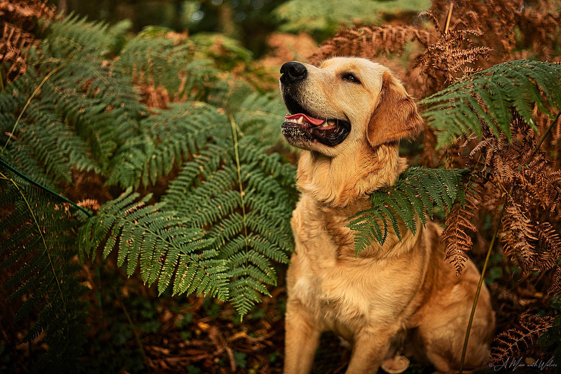 Rio a rejoint le concours — aidez-le/la à gagner de superbes lots ! dog, golden_retriever, fern, forest, nature, outdoor, animal, canine, greenery, brown, leaf, plant, happy, pet, mammal, wildlife, smiling, fur, sitting, natural_light