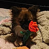 dog, puppy, small_dog, fluffy, long_hair, brown_fur, black_face, toy, rose, flower, red, blanket, bed, cozy, indoors, sitting, portrait, pet, cute, soft_furnishings
