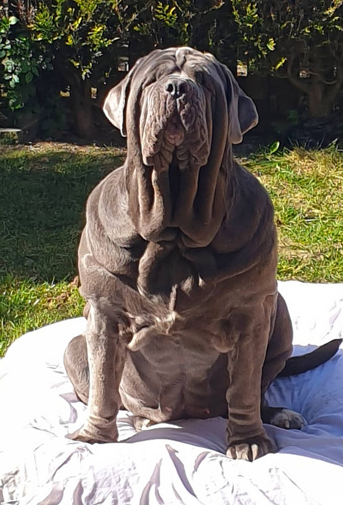 Bella is registered to the contest to win money with this photo: ancient_dog_breeds, bandog, canidae, carnivore, companion_dog, dog, dog_breed, giant_dog_breed, korean_mastiff, mammal, molosser, neapolitan_mastiff, non_sporting_group, old_english_bulldog, ori_pei, shar_pei, snout, sporting_group, vertebrate, wrinkle