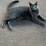 Asher is registered to the contest to win money with this photo: animal, carpet, cat, cozy, cute, domestic_animal, ears, feline, fur, gray_cat, green_eyes, home, indoor, laying_down, looking, pet, relaxed, resting, tail, whiskers
