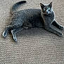 animal, carpet, cat, cozy, cute, domestic_animal, ears, feline, fur, gray_cat, green_eyes, home, indoor, laying_down, looking, pet, relaxed, resting, tail, whiskers