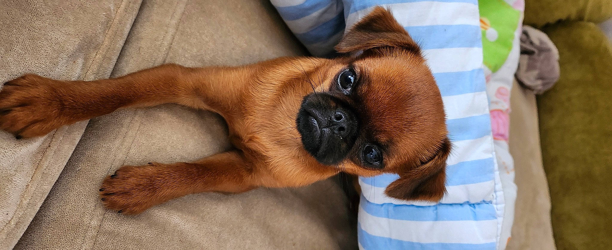 Nala a rejoint le concours — aidez-le/la à gagner de superbes lots ! canidae, carnivore, comfort, companion_dog, dog, dog_breed, fawn, fur, human_leg, liver, non_sporting_group, paw, pet_supply, puppy, snout, sporting_group, terrestrial_animal, working_animal, working_dog, wrinkle