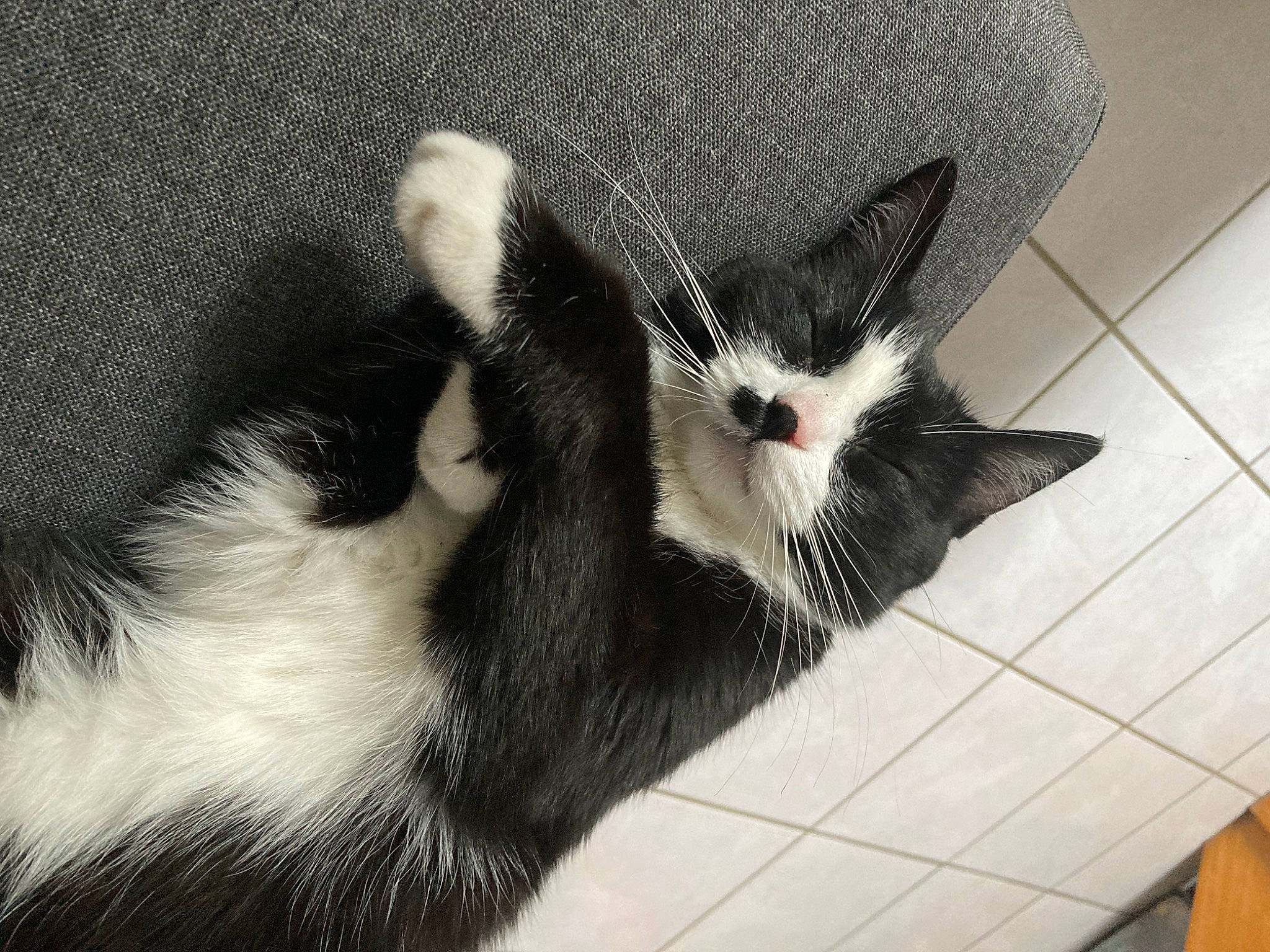 Black participe au concours pour gagner de l'argent avec cette photo : carnivore, cat, cat_bed, claw, comfort, domestic_short_haired_cat, felidae, flooring, foot, fur, monochrome, monochrome_photography, moustache, pattern, paw, small_to_medium_sized_cats, snout, tail, terrestrial_animal, whiskers