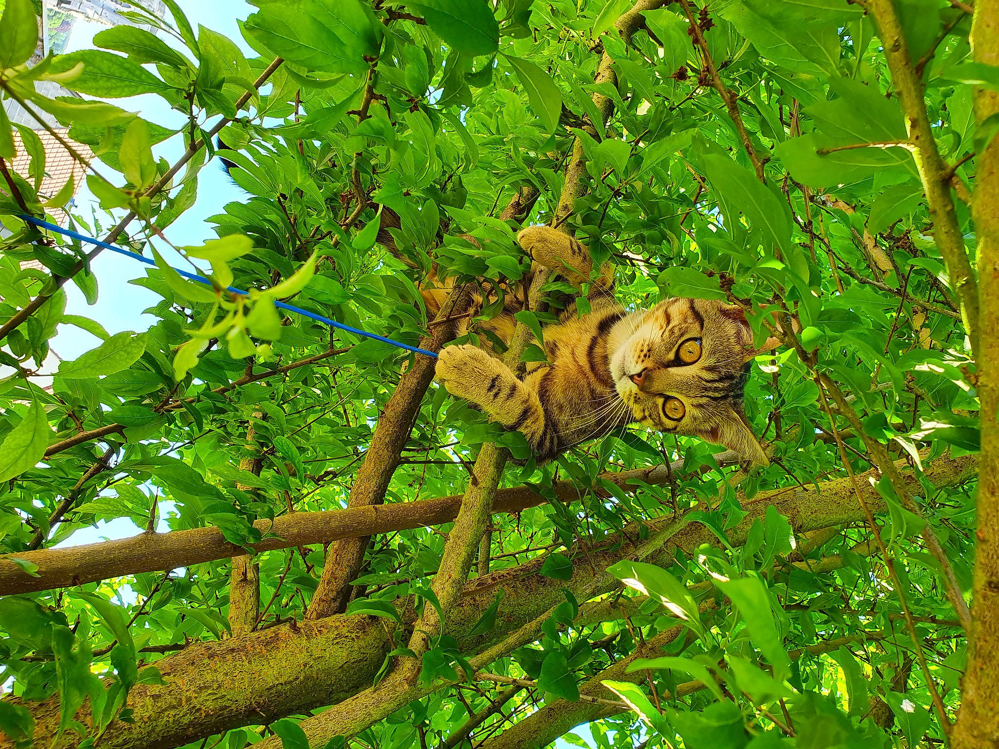 Poh a rejoint le concours — aidez-le/la à gagner de superbes lots ! branch, carnivore, cat, felidae, jungle, leaf, northern_hardwood_forest, organism, plant_stem, small_to_medium_sized_cats, terrestrial_animal, twig