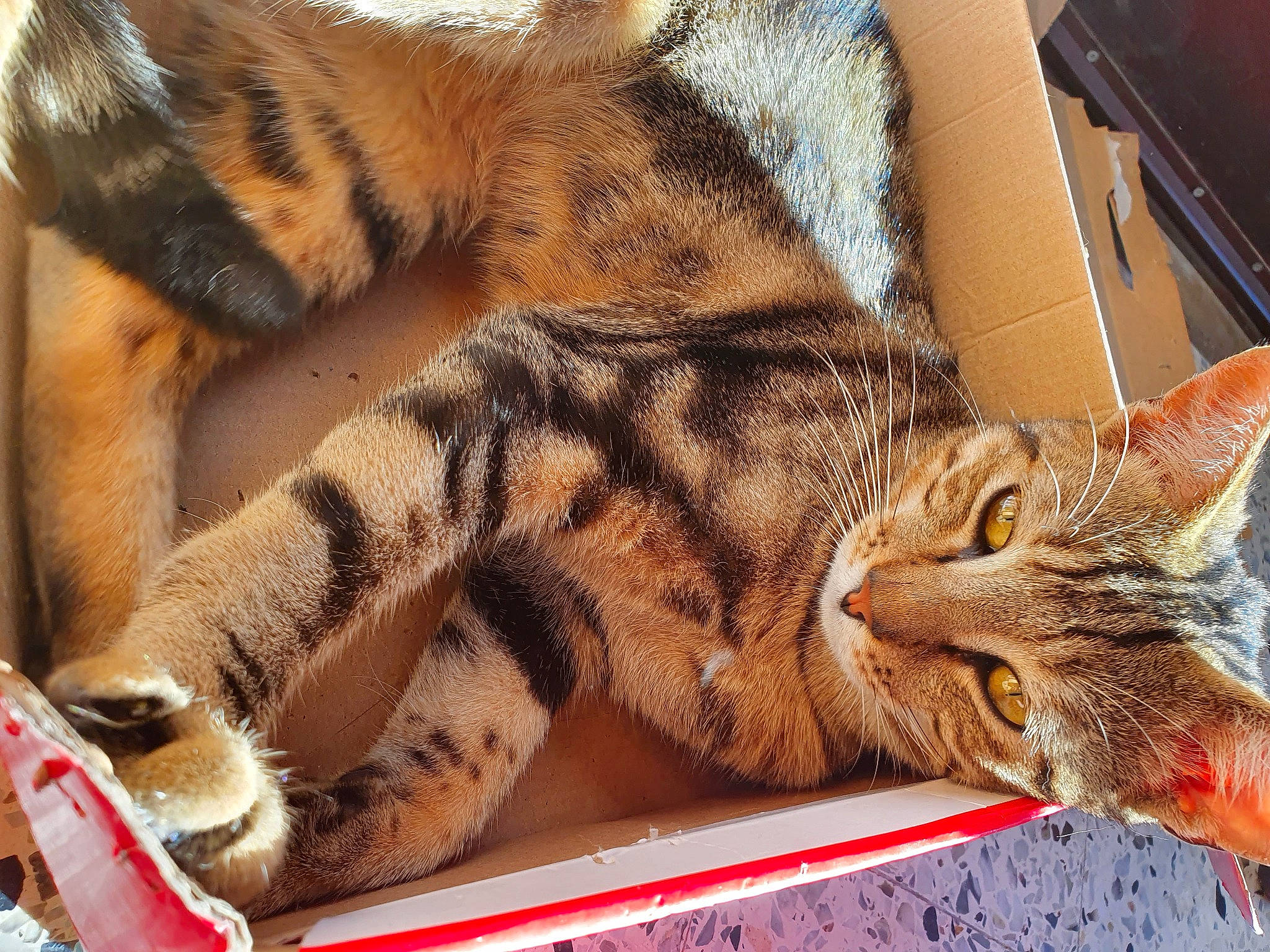 Poh a rejoint le concours — aidez-le/la à gagner de superbes lots ! carnivore, cat, claw, domestic_short_haired_cat, fawn, felidae, fur, natural_material, orange, paw, peach, small_to_medium_sized_cats, snout, tabby_cat, terrestrial_animal, vertebrate, whiskers