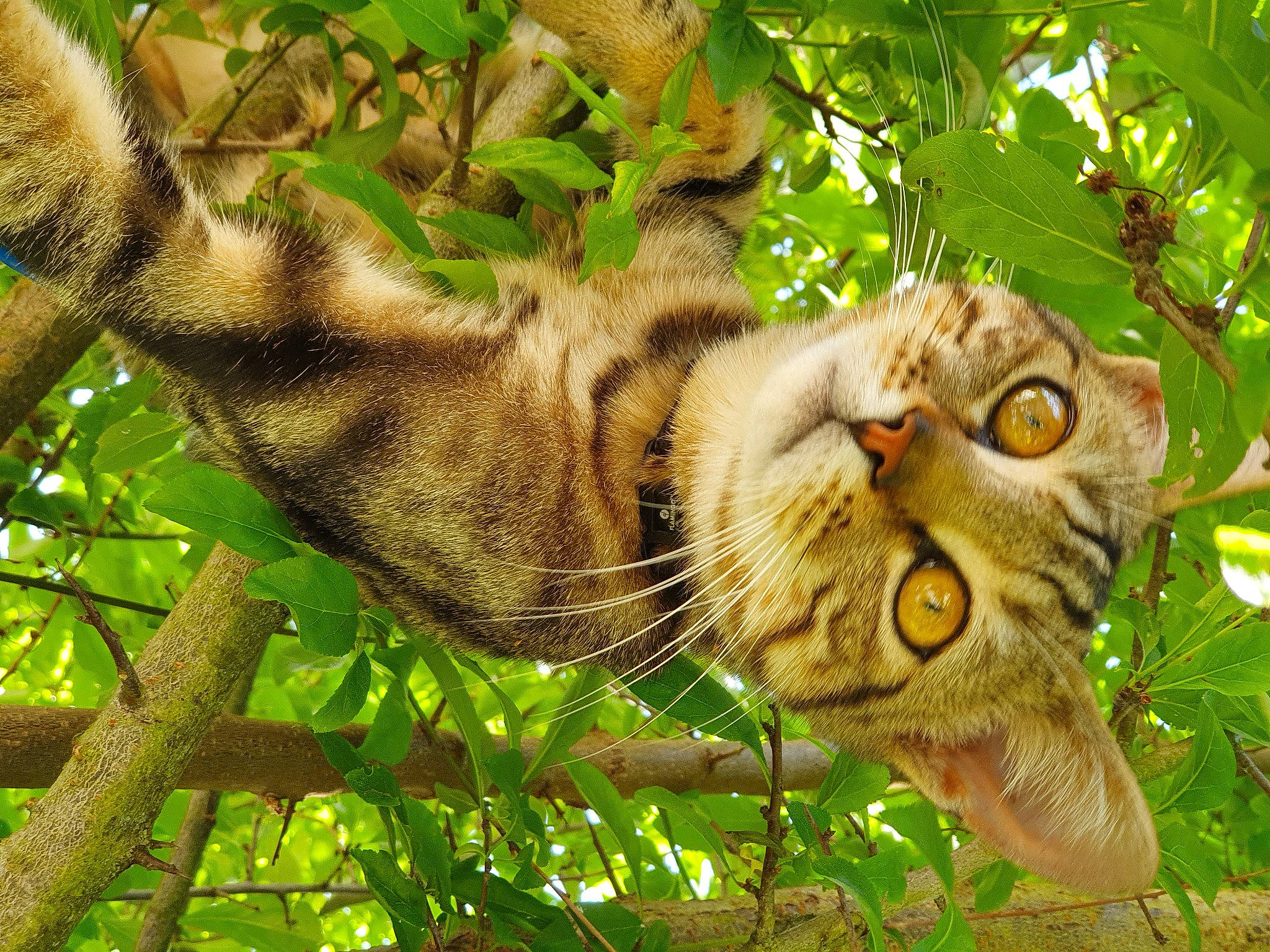 Poh a rejoint le concours — aidez-le/la à gagner de superbes lots ! branch, carnivore, cat, felidae, fur, organism, plant_stem, small_to_medium_sized_cats, snout, spring, tabby_cat, terrestrial_animal, twig, vertebrate, whiskers, wild_cat, wildlife