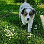 Romy a rejoint le concours — aidez-le/la à gagner de superbes lots ! animal, cute, daisy, dog, flower, fur, garden, grass, greenery, nature, outdoor, pet, playful, puppy, red_object, summer, sunlight, tail, walking, young_dog