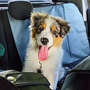Romy a rejoint le concours — aidez-le/la à gagner de superbes lots ! animal, australian_shepherd, back_seat, car_interior, collar, cute, daylight, dog, domestic_animal, ears, fur, happy, head, pet, puppy, seat_cover, tongue_out, transportation, vehicle, window