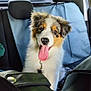 animal, australian_shepherd, back_seat, car_interior, collar, cute, daylight, dog, domestic_animal, ears, fur, happy, head, pet, puppy, seat_cover, tongue_out, transportation, vehicle, window