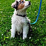 Romy participe au concours pour gagner de l'argent avec cette photo : animal, building, canine, collar, curious, cute, daylight, dog, flower, grass, greenery, lawn, leash, nature, outdoor, pet, puppy, sitting, tree, young