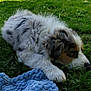 animal, blanket, canine, daytime, dog, fluffy, grass, greenery, nature, outdoor, park, peaceful, pet, puppy, relaxing, resting, sleeping, summer, sunny, young_dog