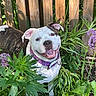 dog, smiling, outdoor, plant, flower, greenery, fence, collar, happy, pet, nature, sunlight, garden, canine, animal, grass, leaf, tongue, ears, muzzle