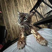 Heavenly joined the competition — help win amazing prizes! cat, indoor, wooden_floor, paws, wide_eyes, curious, pet, feline, person, clothing, chair, floor, whiskers, close_up, animal, domestic, looking_up, cute, fur, home