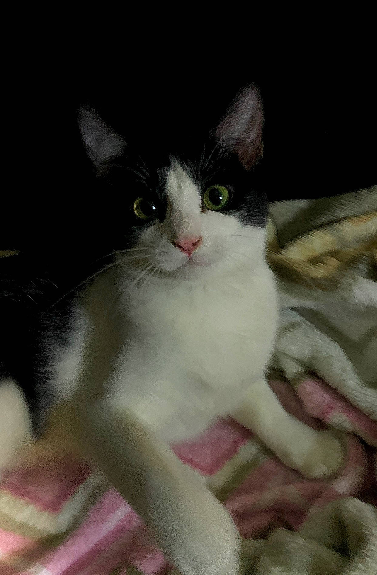 Candy is registered to the contest to win money with this photo: carnivore, cat, claw, domestic_short_haired_cat, eye, felidae, fur, iris, paw, small_to_medium_sized_cats, snout, tail, whiskers