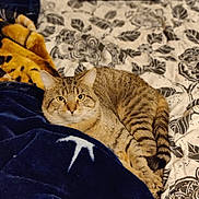 Kovu is registered to the contest to win money with this photo: cat, tabby_cat, pet, bed, blanket, striped, feline, animal, indoor, cozy, resting, fur, cute, mammal, comfort, domestic_animal, looking, lying_down, soft, patterned_bedspread