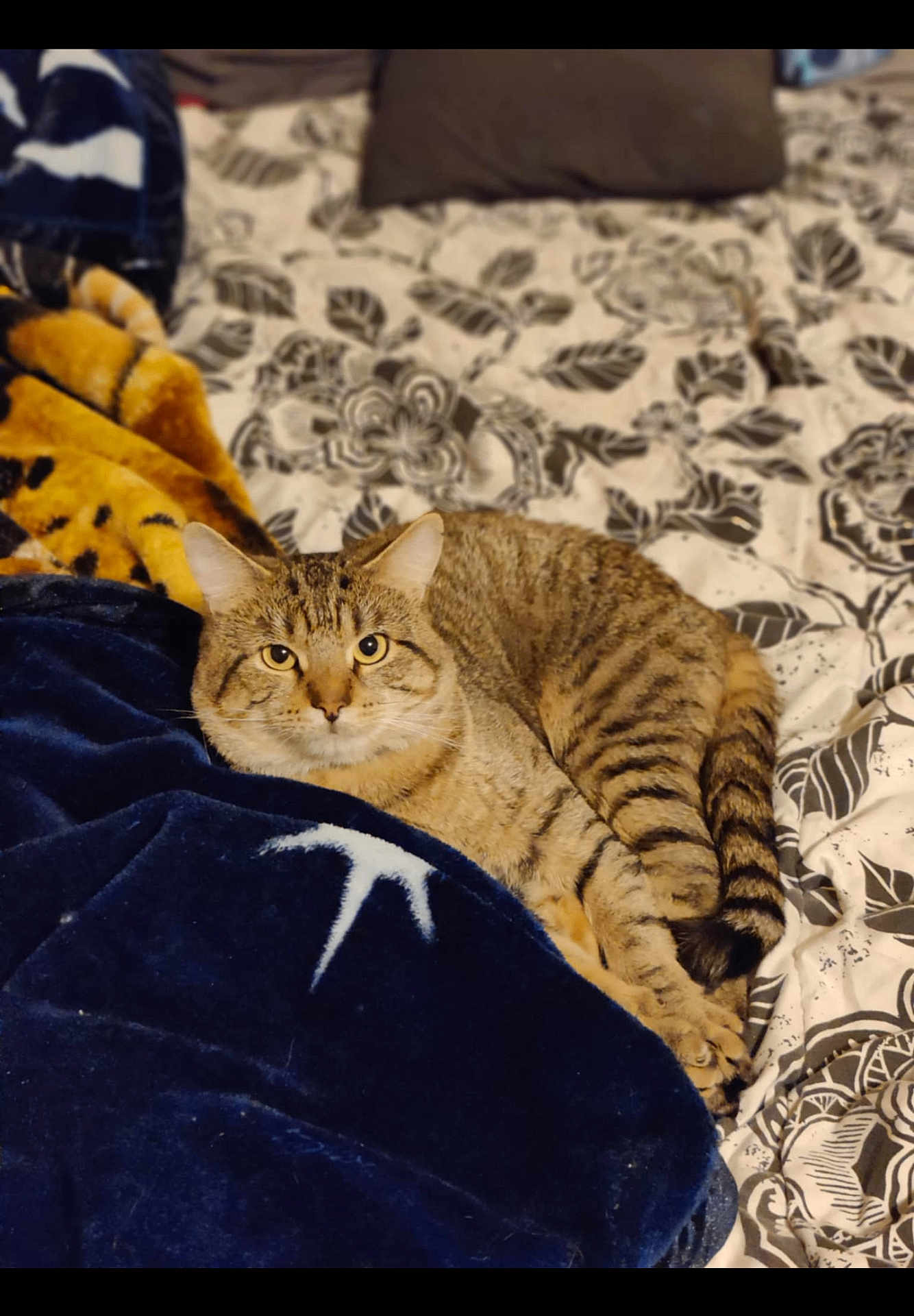 Kovu is registered to the contest to win money with this photo: cat, tabby_cat, pet, bed, blanket, striped, feline, animal, indoor, cozy, resting, fur, cute, mammal, comfort, domestic_animal, looking, lying_down, soft, patterned_bedspread
