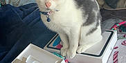 Nike joined the competition — help win amazing prizes! animal, bell, blanket, box, cat, collar, couch, cozy, curious, cute, fur, gray, home, indoor, kitten, pet, pillow, sitting, technology, white