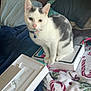 cat, kitten, pet, white, gray, collar, bell, box, technology, blanket, pillow, couch, indoor, cozy, fur, animal, cute, sitting, curious, home