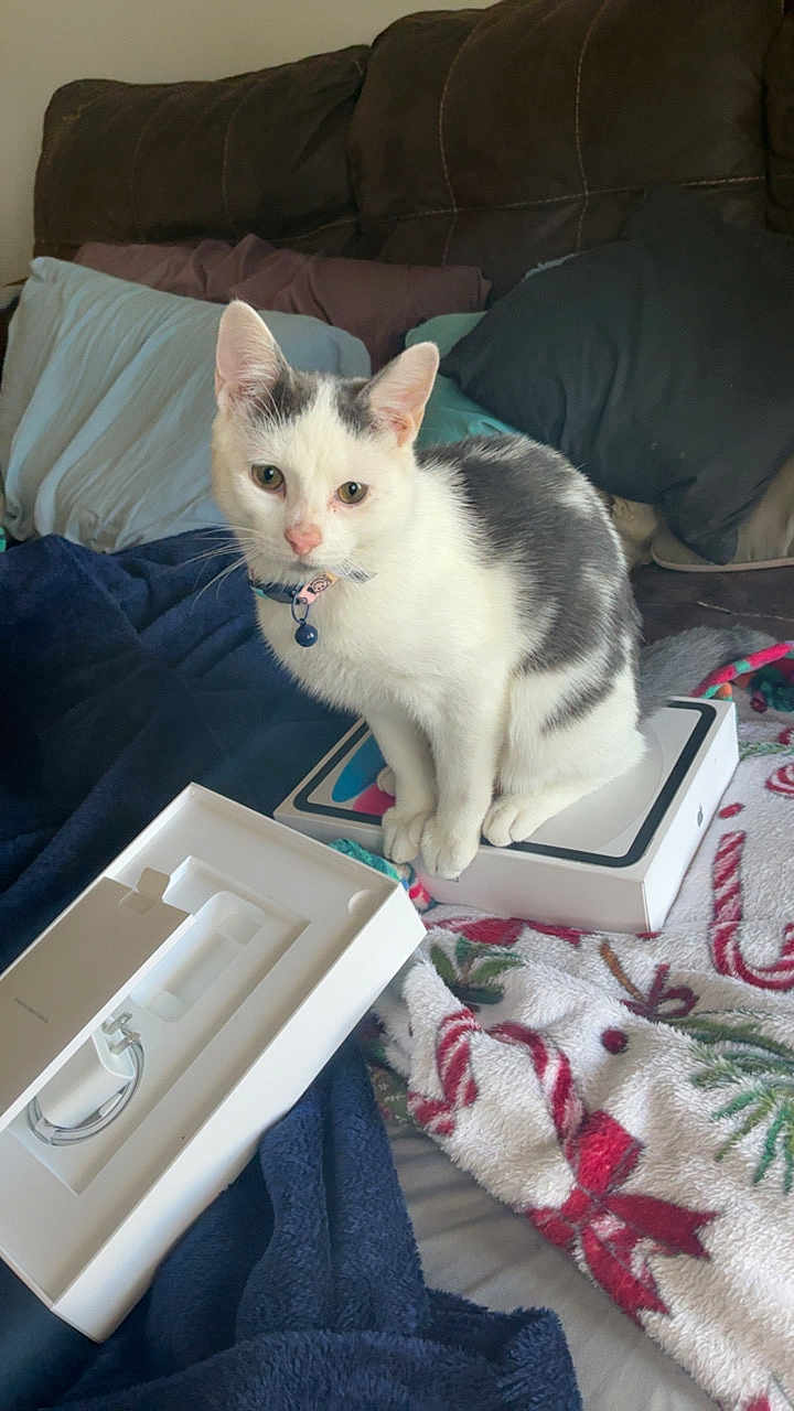 Nike joined the competition — help win amazing prizes! cat, kitten, pet, white, gray, collar, bell, box, technology, blanket, pillow, couch, indoor, cozy, fur, animal, cute, sitting, curious, home