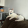 Nike is registered to the contest to win money with this photo: appliance, bell, brown_couch, cat, collar, container, couch, domestic_animal, feline, fur, gray_cat, home, indoor, kitchen, lounging, pet, relaxed, resting, wall, white_cat